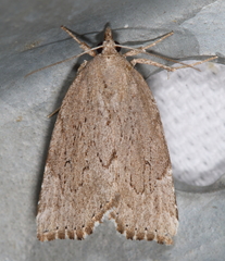 Cutina albopunctella