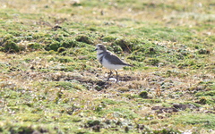 Charadrius falklandicus