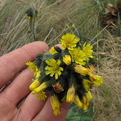 Hieracium avilae