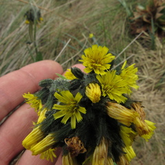 Hieracium avilae