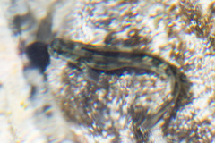 Istiblennius bellus