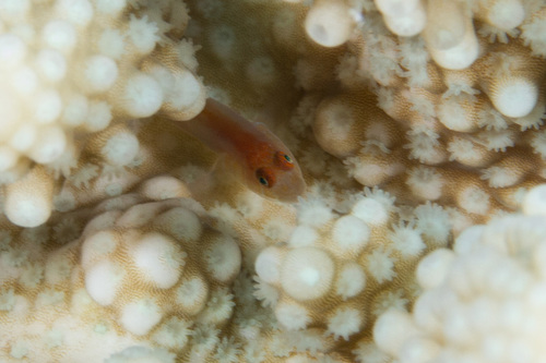 Red-spotted coral goby (Gobiodon rivulatus) — Gobiidae