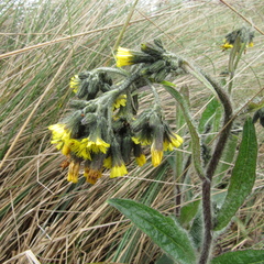 Hieracium avilae