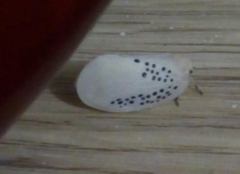 Poekilloptera phalaenoides