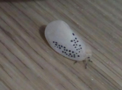 Poekilloptera phalaenoides