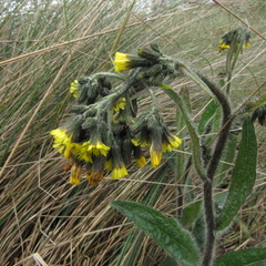 Hieracium avilae