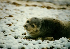 Pagophilus groenlandicus