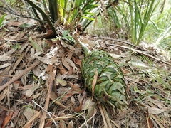 Macrozamia