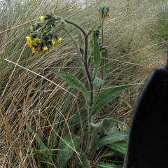 Hieracium avilae