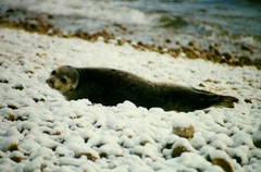 Pagophilus groenlandicus