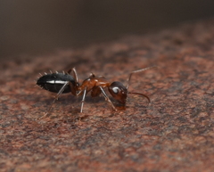 Camponotus hyatti