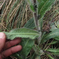 Hieracium avilae
