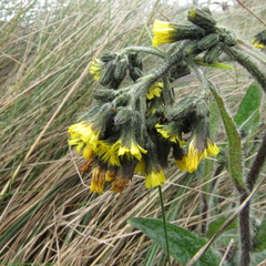 Hieracium avilae