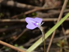 Utricularia leptorhyncha