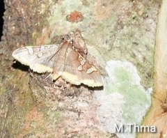 Prophantis
