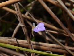 Utricularia leptorhyncha