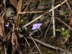 Utricularia leptorhyncha