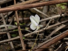 Utricularia leptorhyncha