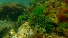 Meuschenia freycineti