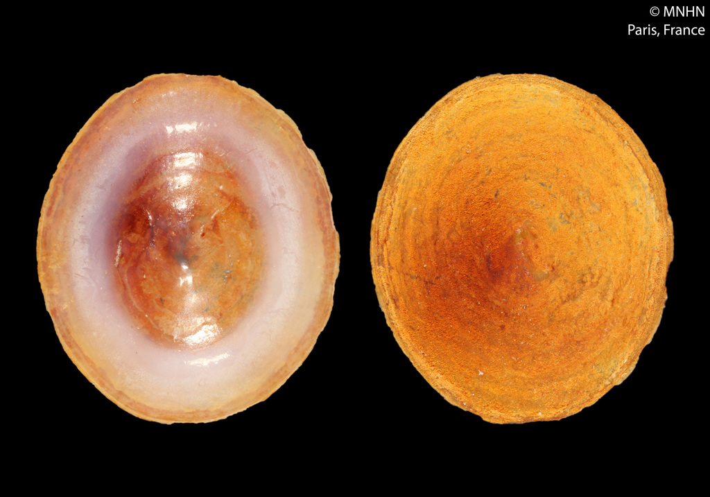 Pyropeltidae