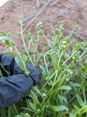 Plagiobothrys acanthocarpus