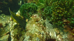 Meuschenia freycineti