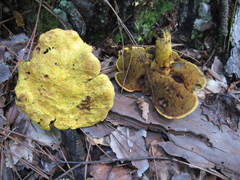 Suillus hirtellus thermophilus