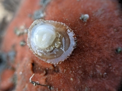 Bostrycapulus aculeatus