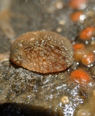 Bostrycapulus aculeatus
