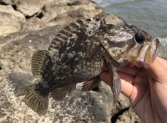 Sebastes rastrelliger