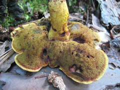 Suillus hirtellus thermophilus