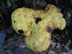 Suillus hirtellus thermophilus