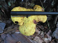 Suillus hirtellus thermophilus
