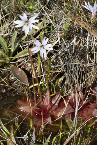 Pinguicula planifolia