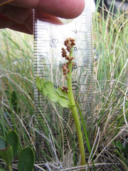 Botrychium spathulatum