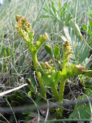 Botrychium michiganense