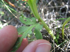 Botrychium hesperium
