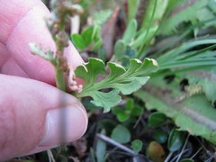Botrychium pedunculosum