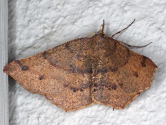 Rhinodia rostraria