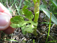 Botrychium hesperium