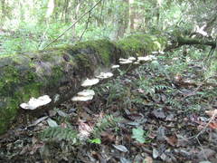 Trametes elegans
