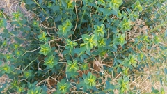 Euphorbia schizoloba