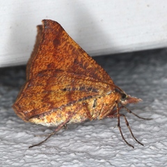 Rhinodia rostraria