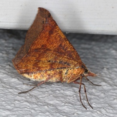 Rhinodia rostraria