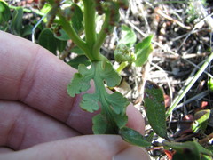 Botrychium matricariifolium