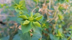 Euphorbia schizoloba