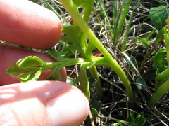 Botrychium matricariifolium