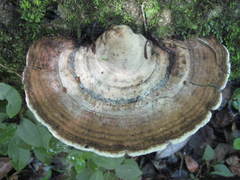 Trametes elegans
