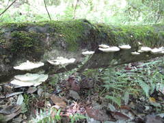 Trametes elegans