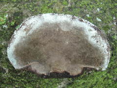 Trametes elegans